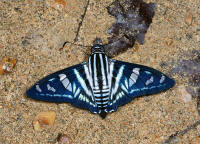 Jemadia sosia 604a small1 - Learn Butterflies